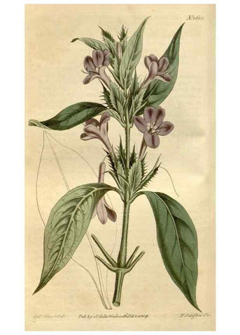 Reproducción/Reproduction 35146721586: Curtis's botanical magazine.. London ; New York [etc.] :Academic Press [etc.]