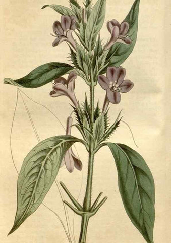 Reproducción/Reproduction 35146721586: Curtis's botanical magazine.. London ; New York [etc.] :Academic Press [etc.]