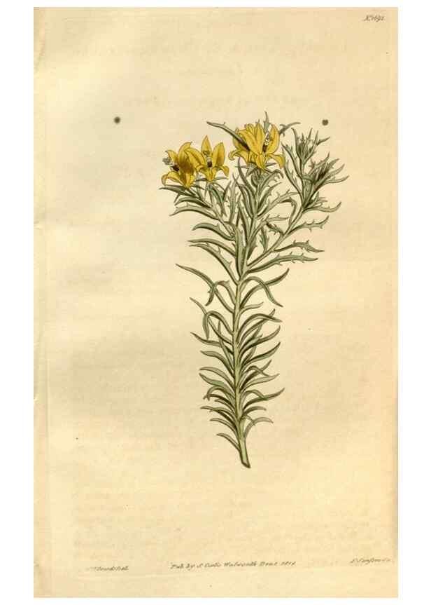 Reproducción/Reproduction 34800709190: Curtis's botanical magazine.. London ; New York [etc.] :Academic Press [etc.]