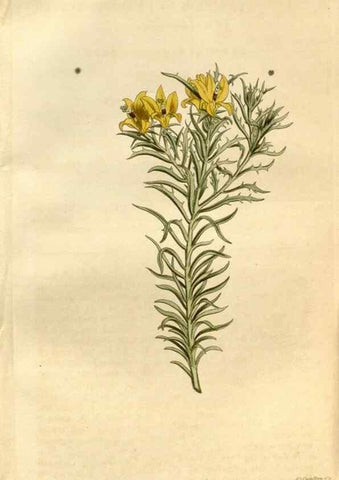 Reproducción/Reproduction 34800709190: Curtis's botanical magazine.. London ; New York [etc.] :Academic Press [etc.]