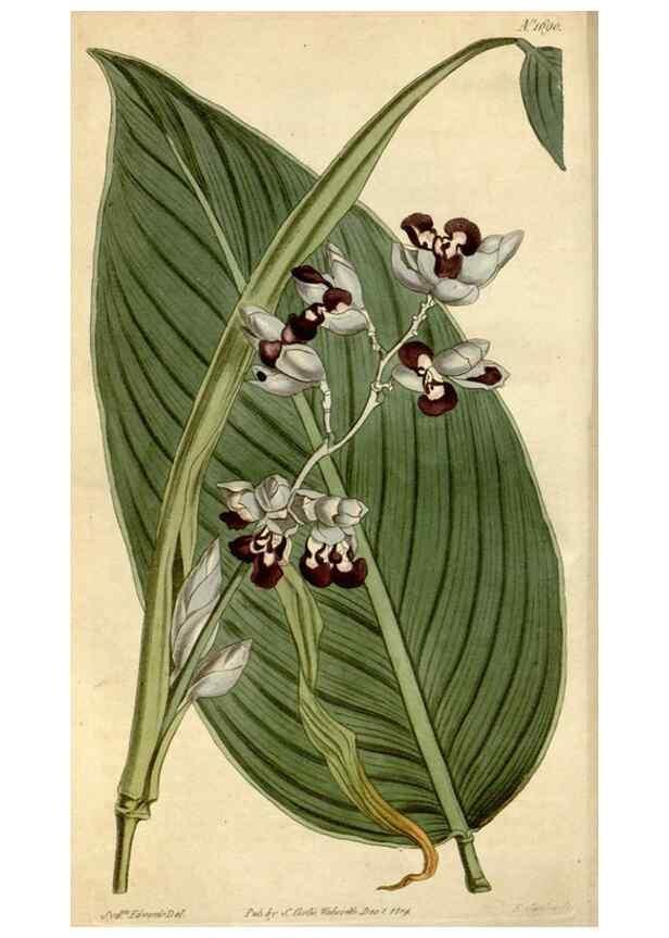 Reproducción/Reproduction 34800706920: Curtis's botanical magazine.. London ; New York [etc.] :Academic Press [etc.]