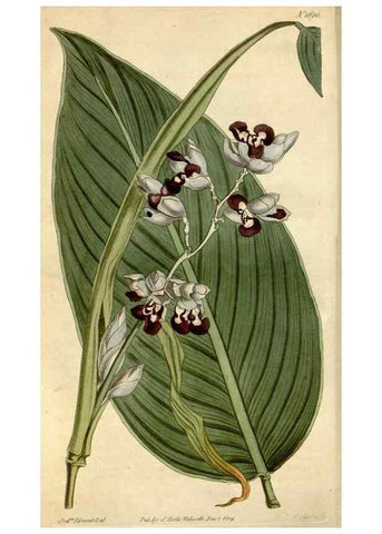 Reproducción/Reproduction 34800706920: Curtis's botanical magazine.. London ; New York [etc.] :Academic Press [etc.]