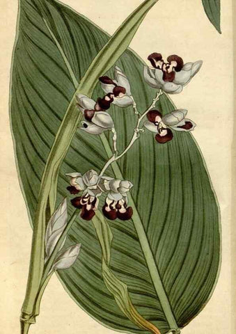 Reproducción/Reproduction 34800706920: Curtis's botanical magazine.. London ; New York [etc.] :Academic Press [etc.]