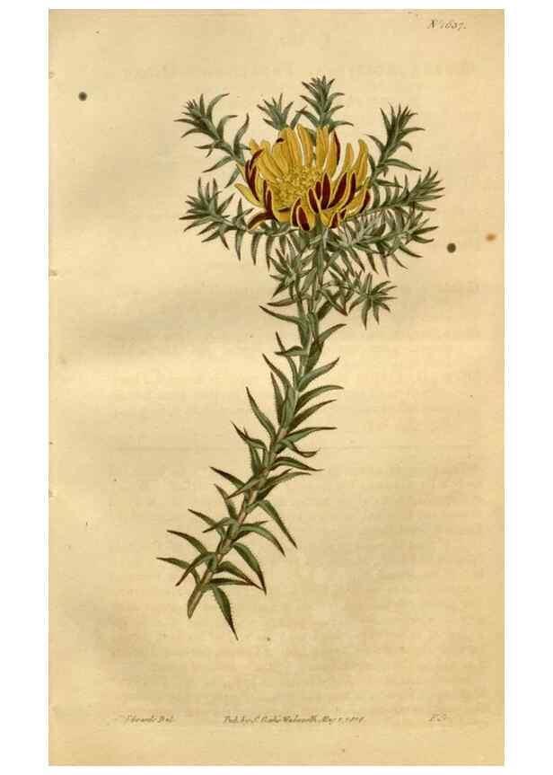Reproducción/Reproduction 34342273344: Curtis's botanical magazine.. London ; New York [etc.] :Academic Press [etc.]
