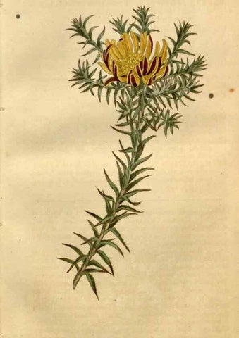 Reproducción/Reproduction 34342273344: Curtis's botanical magazine.. London ; New York [etc.] :Academic Press [etc.]