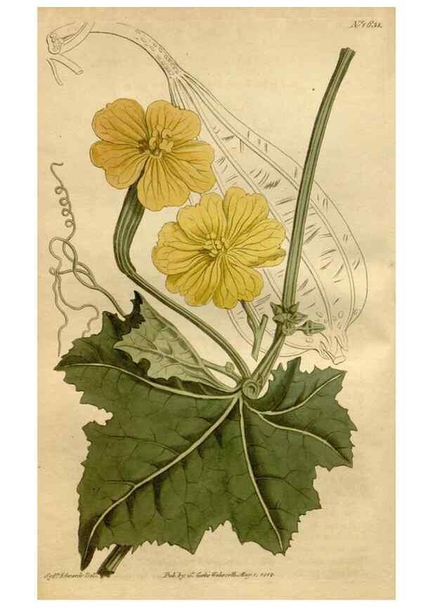 Reproducción/Reproduction 35056439871: Curtis's botanical magazine.. London ; New York [etc.] :Academic Press [etc.]