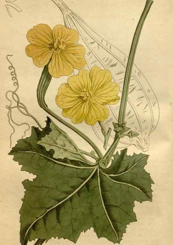 Reproducción/Reproduction 35056439871: Curtis's botanical magazine.. London ; New York [etc.] :Academic Press [etc.]