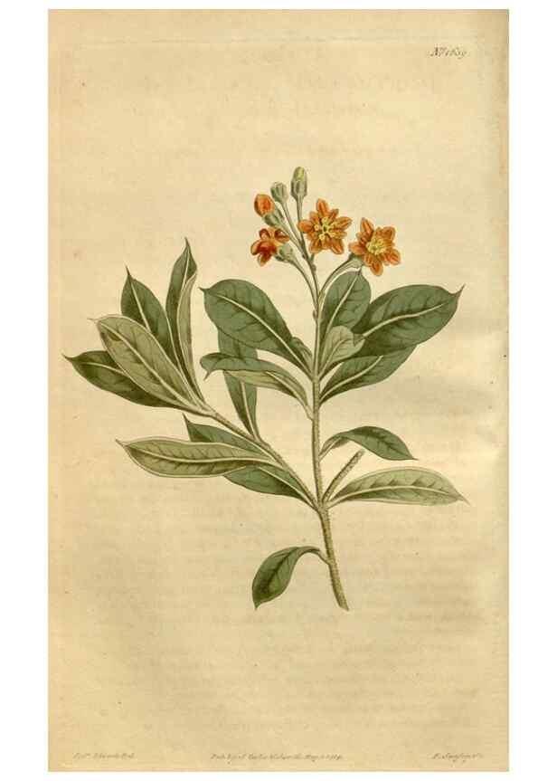 Reproducción/Reproduction 35056441381: Curtis's botanical magazine.. London ; New York [etc.] :Academic Press [etc.]