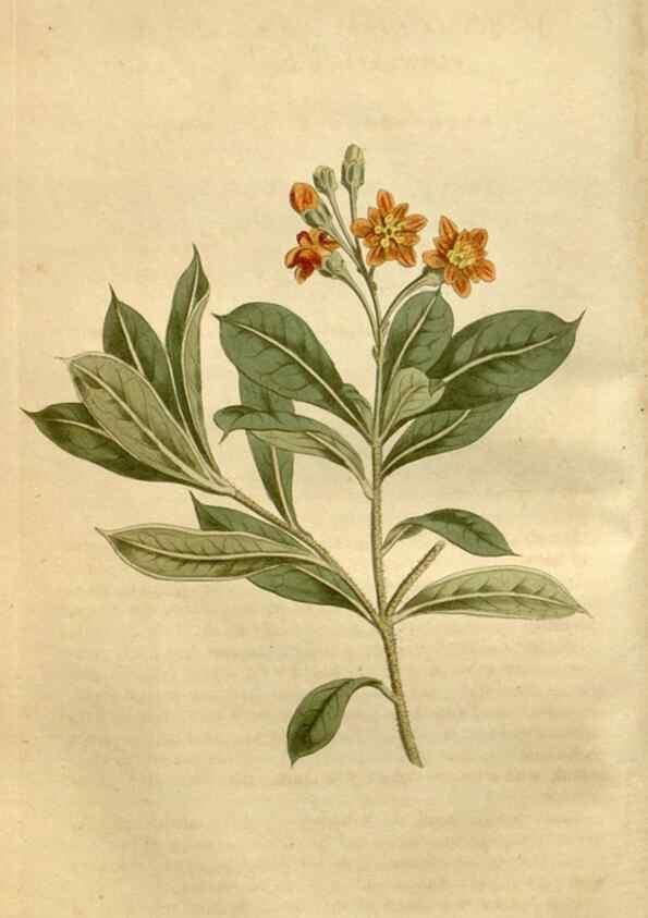 Reproducción/Reproduction 35056441381: Curtis's botanical magazine.. London ; New York [etc.] :Academic Press [etc.]
