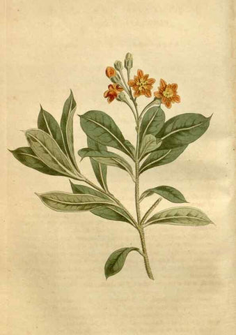 Reproducción/Reproduction 35056441381: Curtis's botanical magazine.. London ; New York [etc.] :Academic Press [etc.]