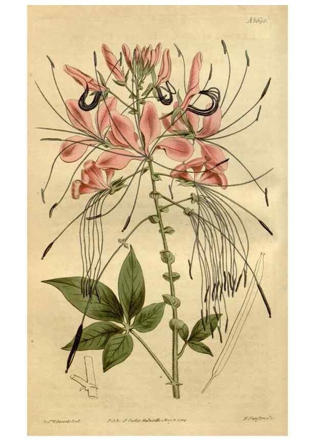 Reproducción/Reproduction 35056443151: Curtis's botanical magazine.. London ; New York [etc.] :Academic Press [etc.]