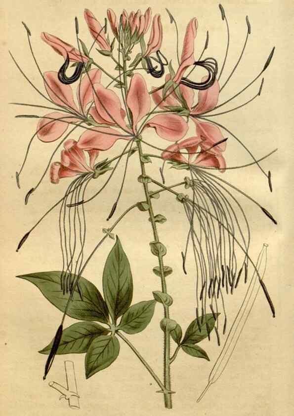Reproducción/Reproduction 35056443151: Curtis's botanical magazine.. London ; New York [etc.] :Academic Press [etc.]
