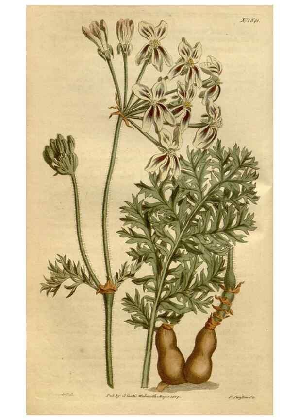 Reproducción/Reproduction 34800437260: Curtis's botanical magazine.. London ; New York [etc.] :Academic Press [etc.]