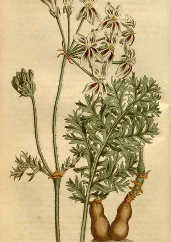Reproducción/Reproduction 34800437260: Curtis's botanical magazine.. London ; New York [etc.] :Academic Press [etc.]