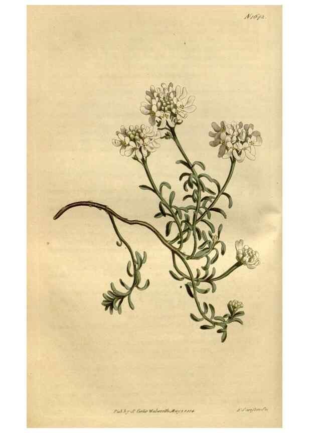 Reproducción/Reproduction 34800440860: Curtis's botanical magazine.. London ; New York [etc.] :Academic Press [etc.]