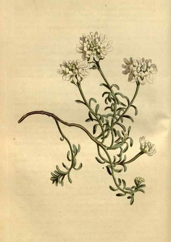 Reproducción/Reproduction 34800440860: Curtis's botanical magazine.. London ; New York [etc.] :Academic Press [etc.]