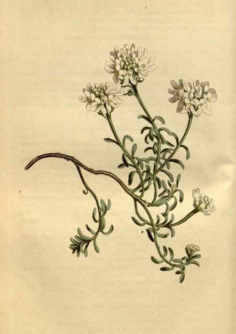 Reproducción/Reproduction 34800440860: Curtis's botanical magazine.. London ; New York [etc.] :Academic Press [etc.]