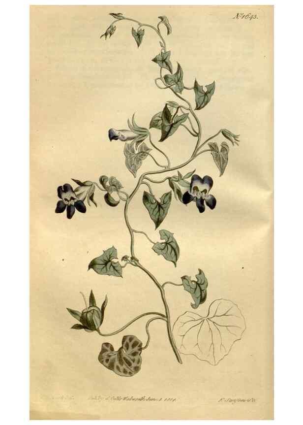 Reproducción/Reproduction 35056448981: Curtis's botanical magazine.. London ; New York [etc.] :Academic Press [etc.]