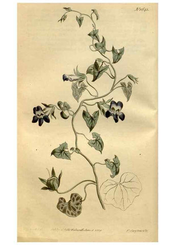 Reproducción/Reproduction 35056448981: Curtis's botanical magazine.. London ; New York [etc.] :Academic Press [etc.]