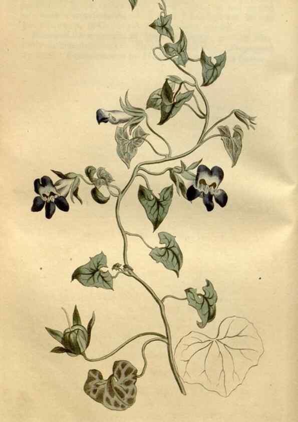 Reproducción/Reproduction 35056448981: Curtis's botanical magazine.. London ; New York [etc.] :Academic Press [etc.]