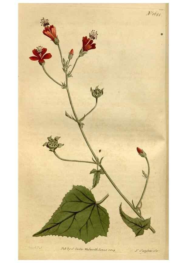 Reproducción/Reproduction 35056450601: Curtis's botanical magazine.. London ; New York [etc.] :Academic Press [etc.]