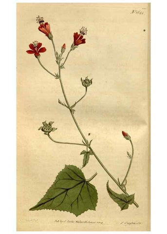 Reproducción/Reproduction 35056450601: Curtis's botanical magazine.. London ; New York [etc.] :Academic Press [etc.]