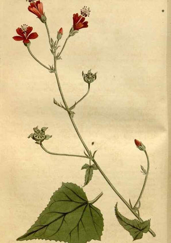 Reproducción/Reproduction 35056450601: Curtis's botanical magazine.. London ; New York [etc.] :Academic Press [etc.]