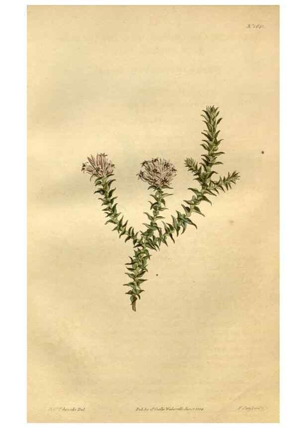 Reproducción/Reproduction 35056452441: Curtis's botanical magazine.. London ; New York [etc.] :Academic Press [etc.]
