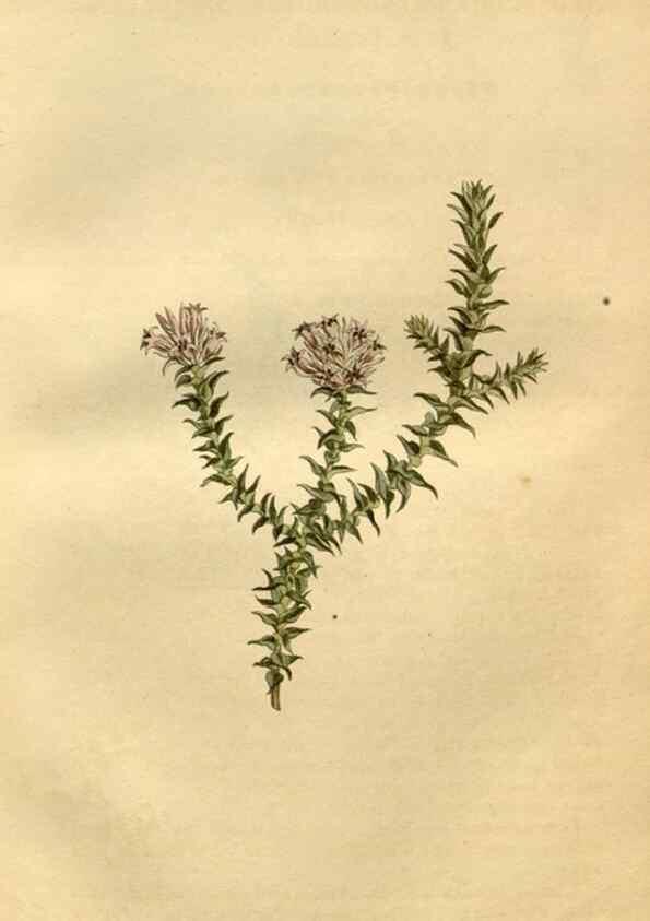 Reproducción/Reproduction 35056452441: Curtis's botanical magazine.. London ; New York [etc.] :Academic Press [etc.]