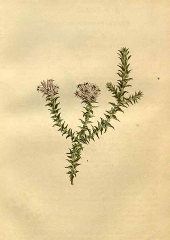 Reproducción/Reproduction 35056452441: Curtis's botanical magazine.. London ; New York [etc.] :Academic Press [etc.]