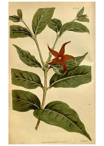 Reproducción/Reproduction 35056454471: Curtis's botanical magazine.. London ; New York [etc.] :Academic Press [etc.]