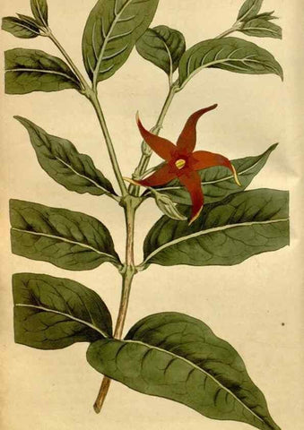 Reproducción/Reproduction 35056454471: Curtis's botanical magazine.. London ; New York [etc.] :Academic Press [etc.]