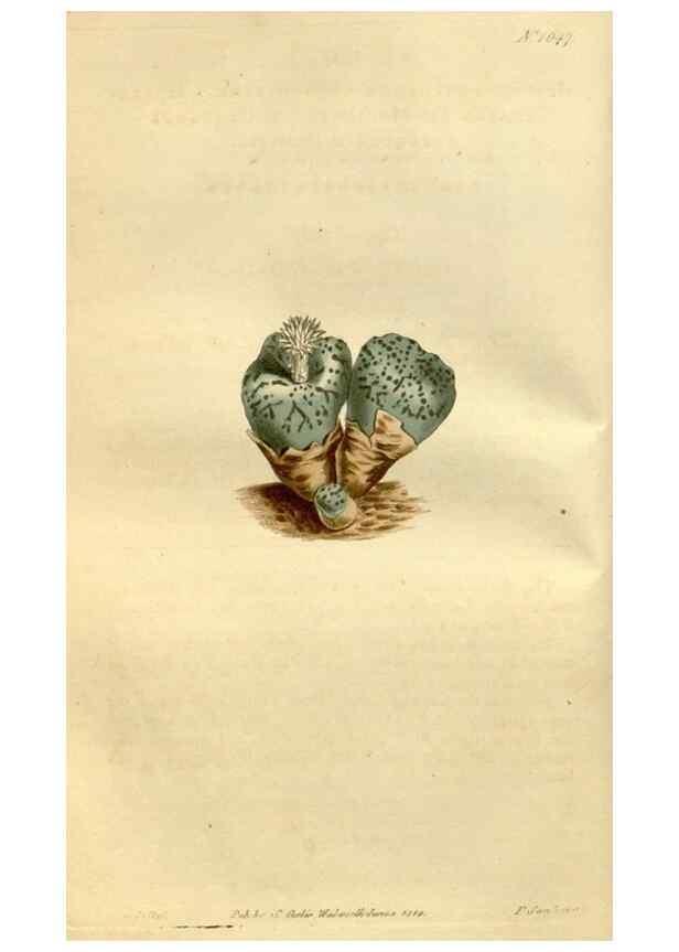Reproducción/Reproduction 35187053945: Curtis's botanical magazine.. London ; New York [etc.] :Academic Press [etc.]