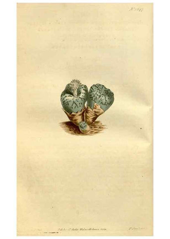 Reproducción/Reproduction 35187053945: Curtis's botanical magazine.. London ; New York [etc.] :Academic Press [etc.]