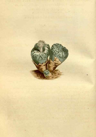 Reproducción/Reproduction 35187053945: Curtis's botanical magazine.. London ; New York [etc.] :Academic Press [etc.]