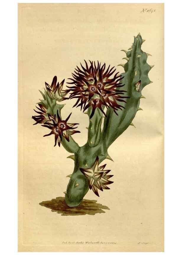 Reproducción/Reproduction 35056459781: Curtis's botanical magazine.. London ; New York [etc.] :Academic Press [etc.]