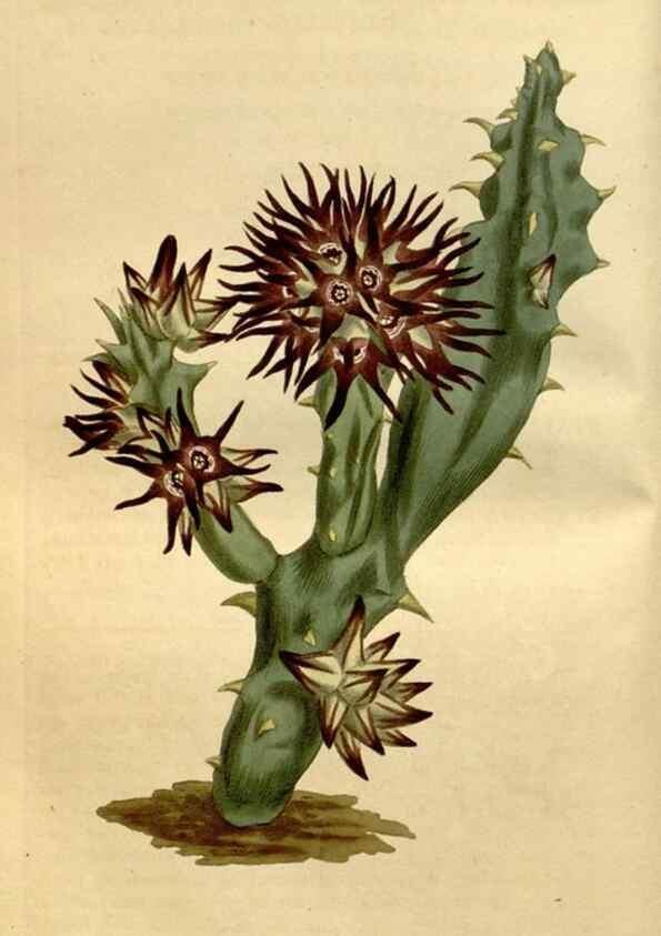 Reproducción/Reproduction 35056459781: Curtis's botanical magazine.. London ; New York [etc.] :Academic Press [etc.]