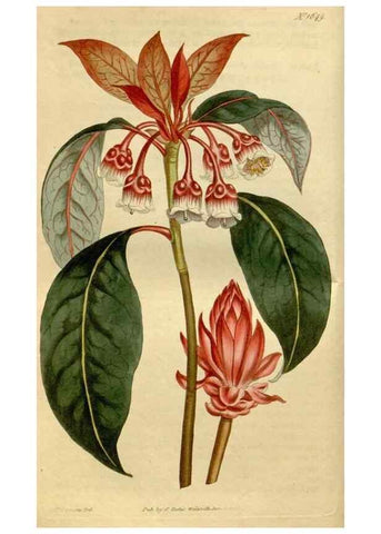 Reproducción/Reproduction 35187058545: Curtis's botanical magazine.. London ; New York [etc.] :Academic Press [etc.]