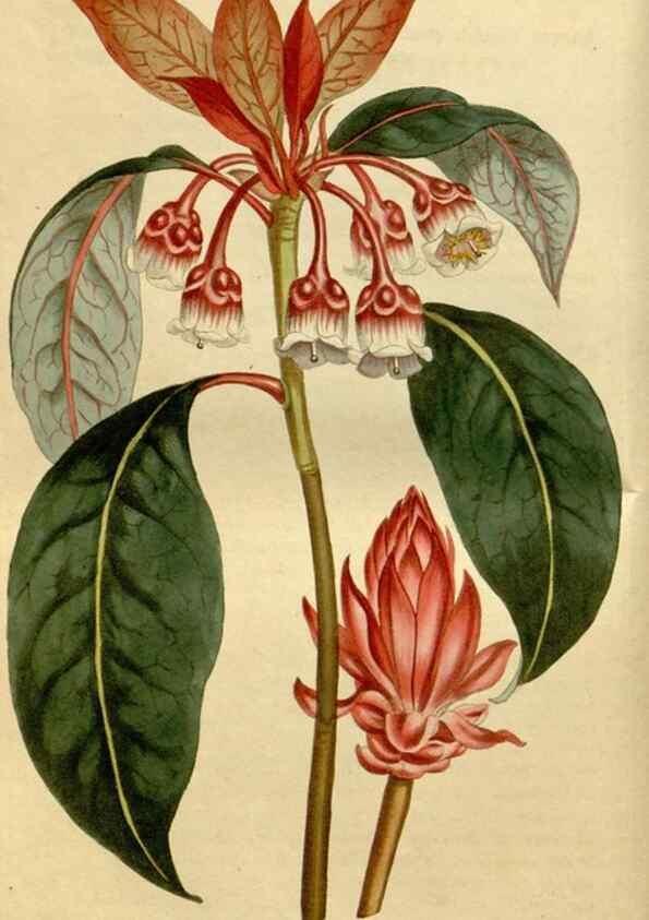 Reproducción/Reproduction 35187058545: Curtis's botanical magazine.. London ; New York [etc.] :Academic Press [etc.]