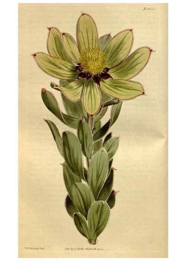 Reproducción/Reproduction 35187061295: Curtis's botanical magazine.. London ; New York [etc.] :Academic Press [etc.]