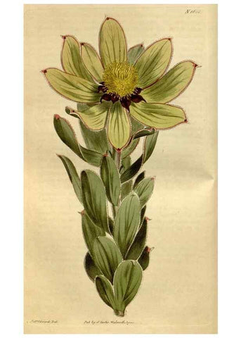 Reproducción/Reproduction 35187061295: Curtis's botanical magazine.. London ; New York [etc.] :Academic Press [etc.]