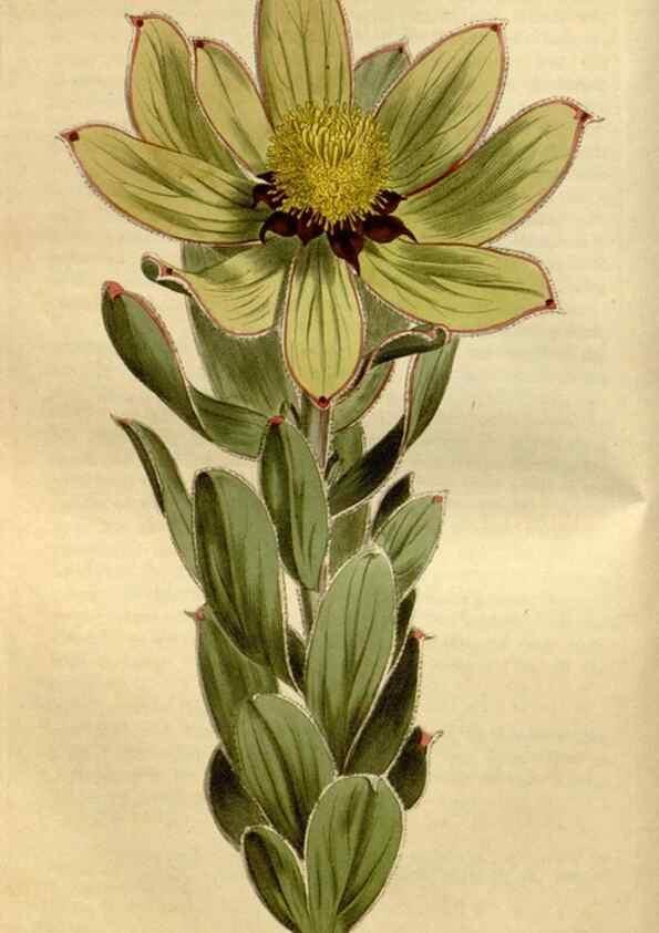 Reproducción/Reproduction 35187061295: Curtis's botanical magazine.. London ; New York [etc.] :Academic Press [etc.]