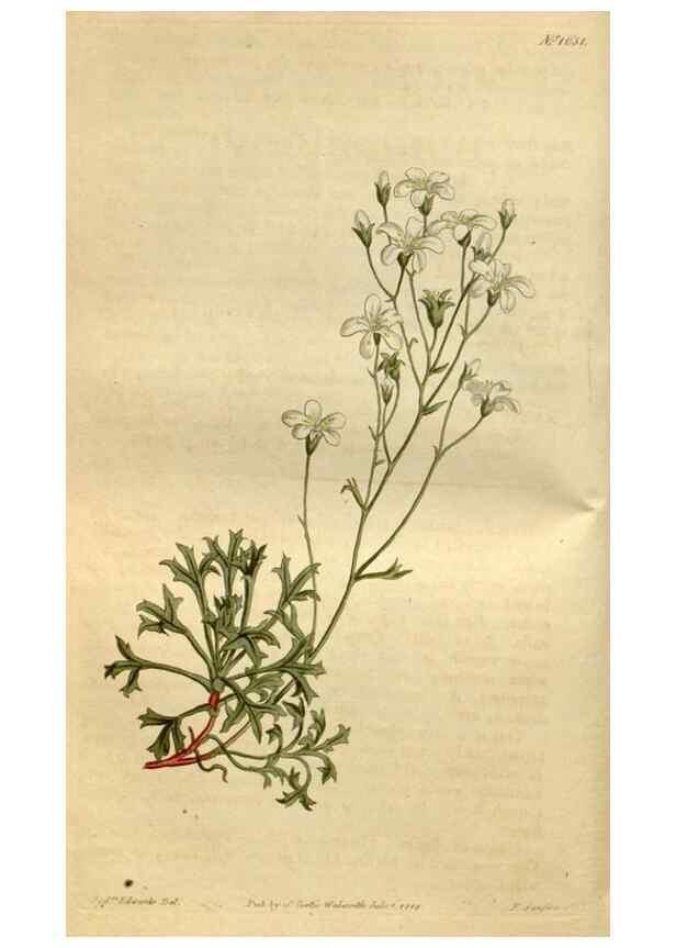 Reproducción/Reproduction 35187063435: Curtis's botanical magazine.. London ; New York [etc.] :Academic Press [etc.]