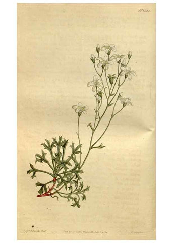 Reproducción/Reproduction 35187063435: Curtis's botanical magazine.. London ; New York [etc.] :Academic Press [etc.]
