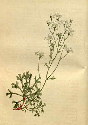 Reproducción/Reproduction 35187063435: Curtis's botanical magazine.. London ; New York [etc.] :Academic Press [etc.]
