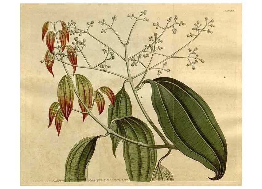 Reproducción/Reproduction 35056435681: Curtis's botanical magazine.. London ; New York [etc.] :Academic Press [etc.]