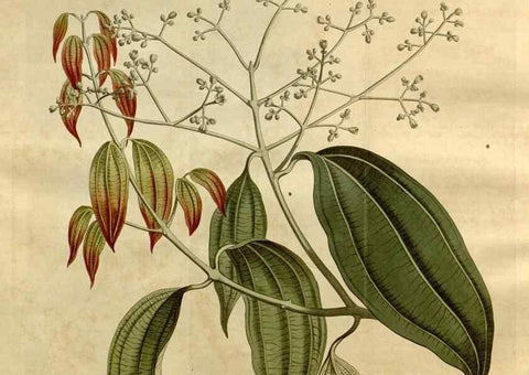 Reproducción/Reproduction 35056435681: Curtis's botanical magazine.. London ; New York [etc.] :Academic Press [etc.]