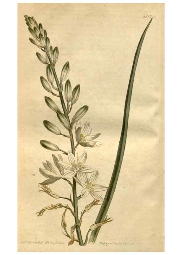 Reproducción/Reproduction 34377411953: Curtis's botanical magazine.. London ; New York [etc.] :Academic Press [etc.]
