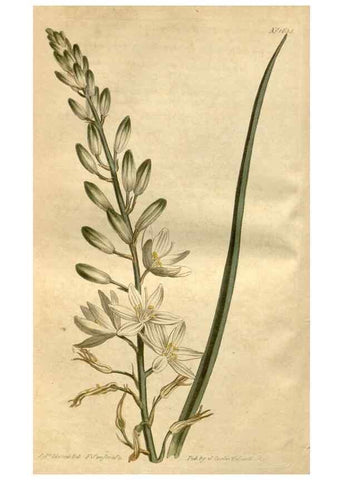 Reproducción/Reproduction 34377411953: Curtis's botanical magazine.. London ; New York [etc.] :Academic Press [etc.]