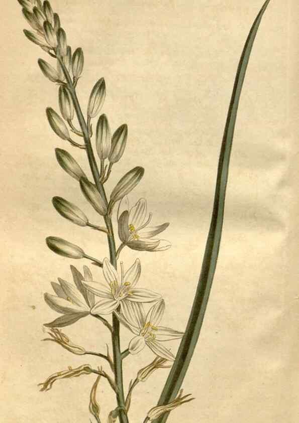 Reproducción/Reproduction 34377411953: Curtis's botanical magazine.. London ; New York [etc.] :Academic Press [etc.]